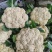 安徽砀山有机花菜松花菜散花青梗白面小米粒全国代发