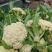 安徽砀山有机花菜松花菜散花青梗白面小米粒全国代发