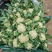 安徽砀山有机花菜松花菜散花青梗白面小米粒全国代发