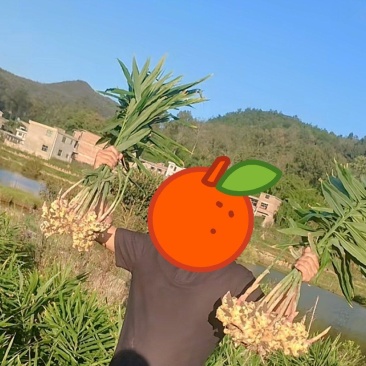 生姜