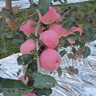 高原红富士