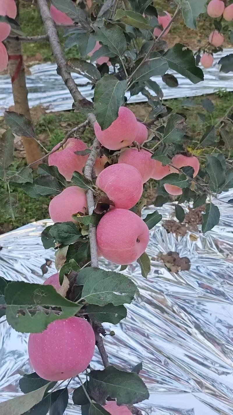 高原红富士