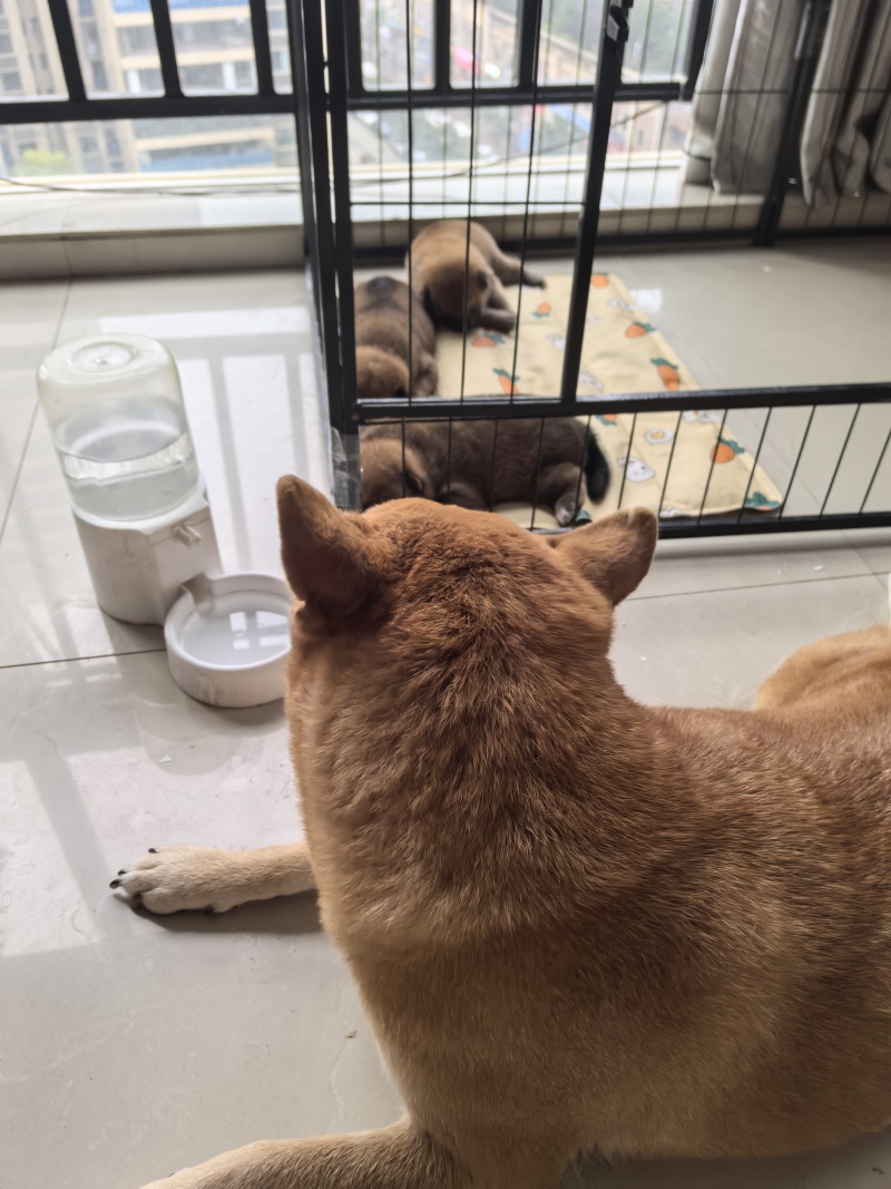 自家柴犬生的小狗