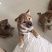自家柴犬生的小狗
