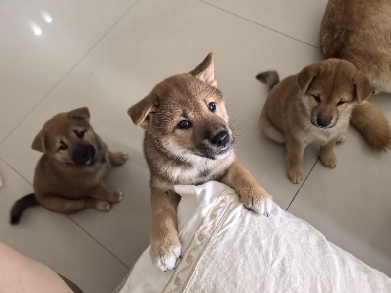 自家柴犬生的小狗