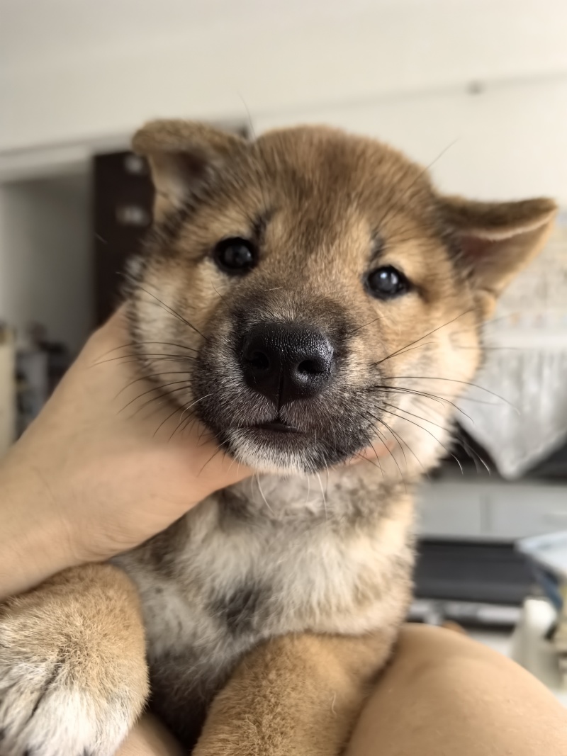 自家柴犬生的小狗