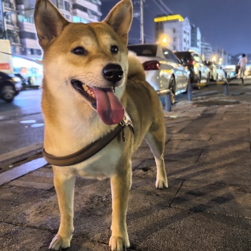 自家柴犬生的小狗