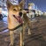 自家柴犬生的小狗