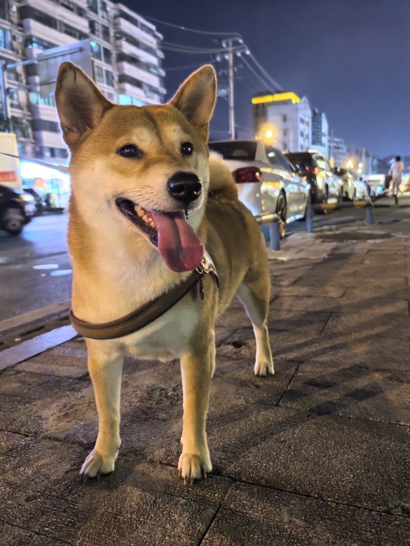 自家柴犬生的小狗