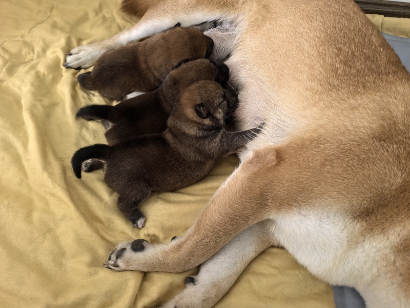 自家柴犬生的小狗