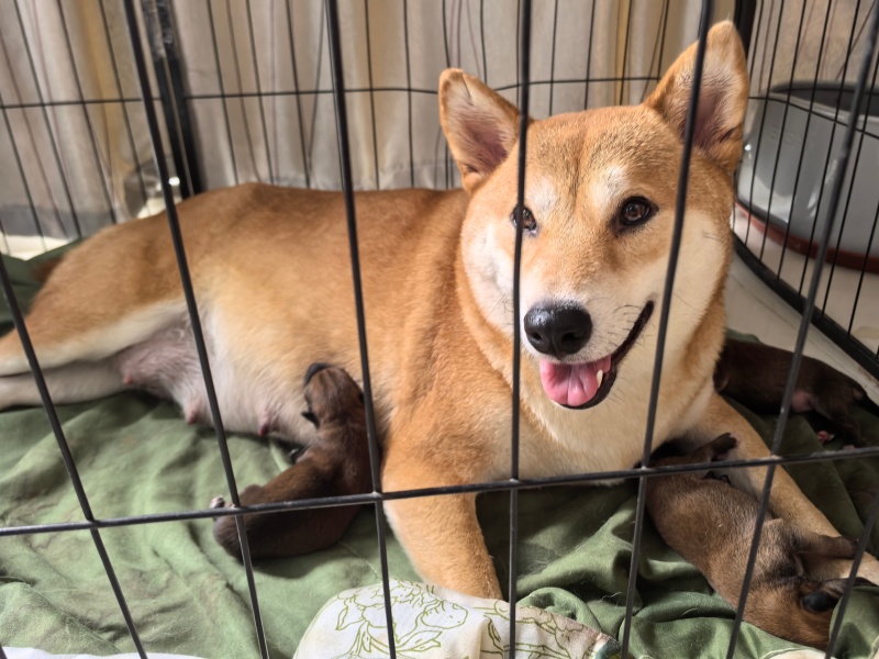 自家柴犬生的小狗
