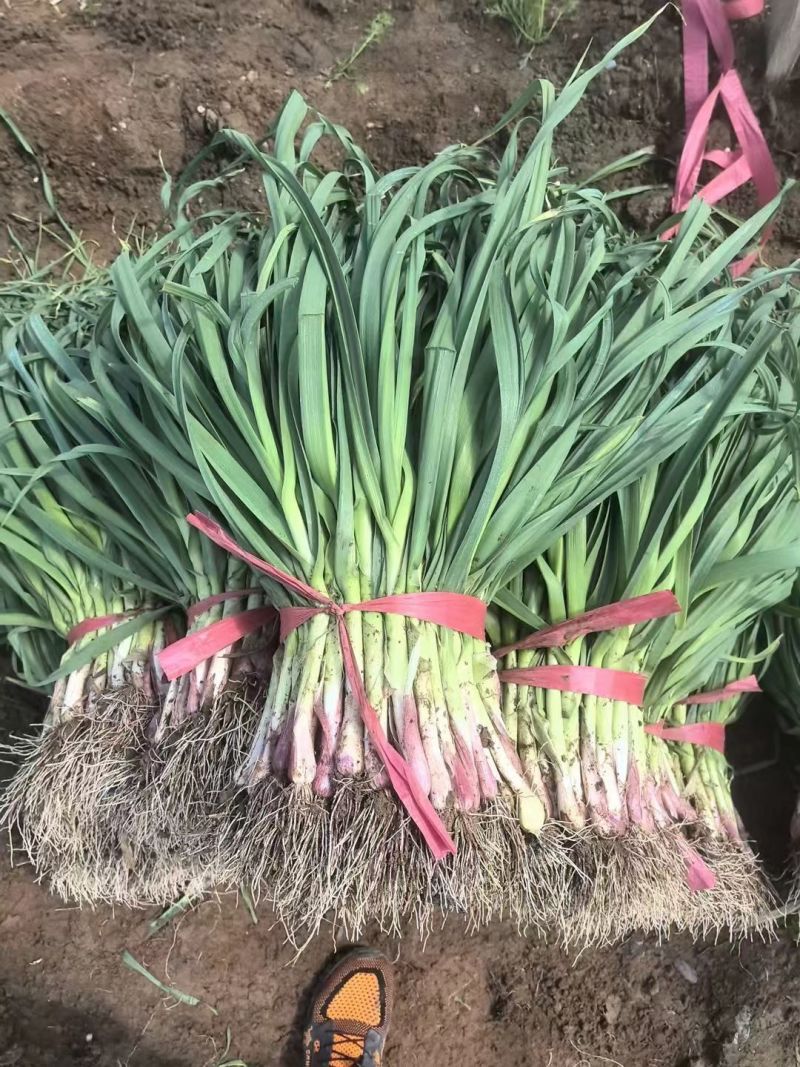 精品红根蒜苗产地发货根红叶绿，粗细均匀需要的老板一亩田联
