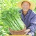 三青皮莴笋苗江苏育苗基地直发耐高温易成活量大可批发