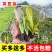 三青皮莴笋苗江苏育苗基地直发耐高温易成活量大可批发