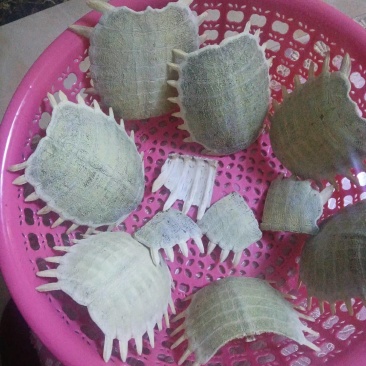 新鲜野生甲鱼壳