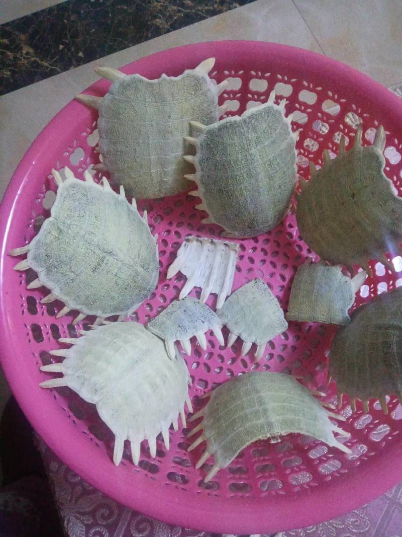 新鲜野生甲鱼壳
