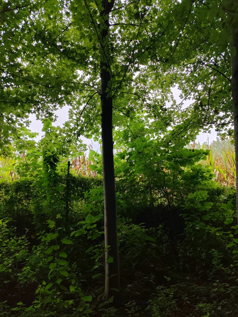 红枫秋火焰