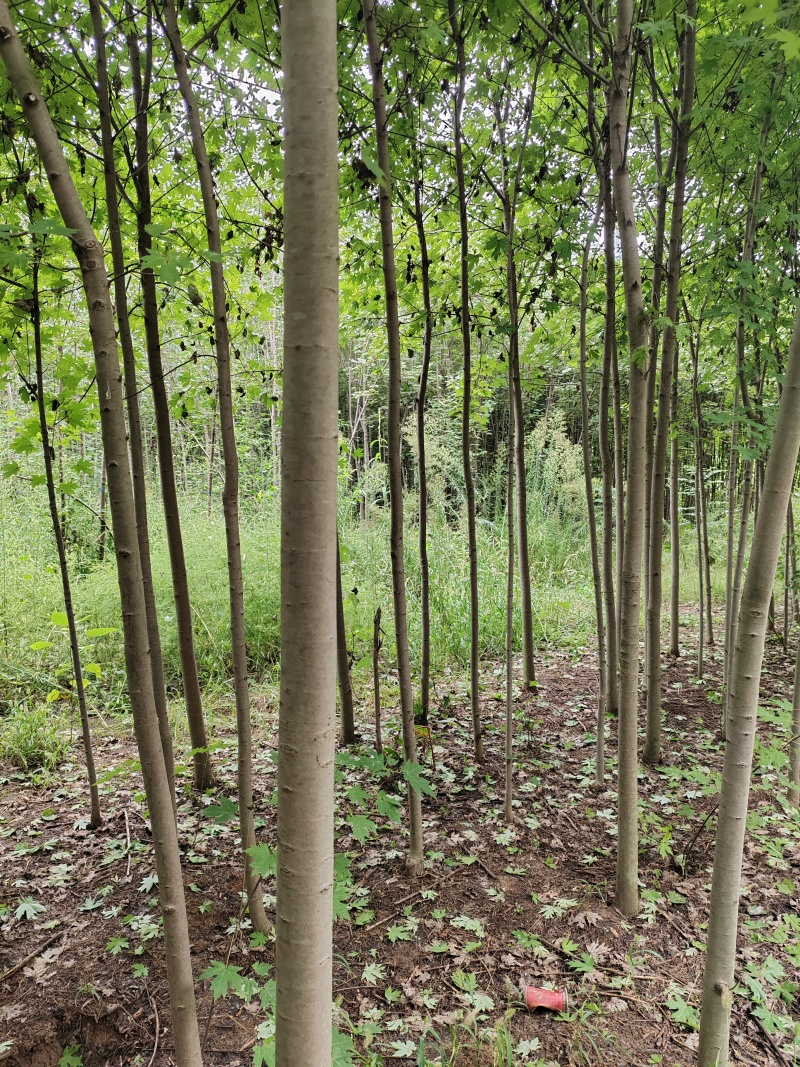 红枫秋火焰