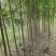 红枫秋火焰