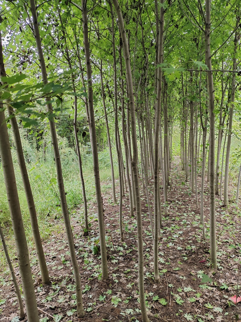 红枫秋火焰
