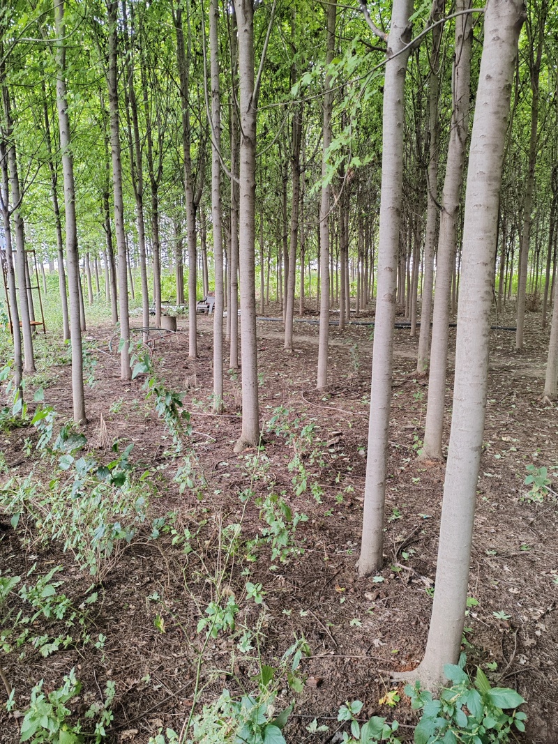 红枫秋火焰