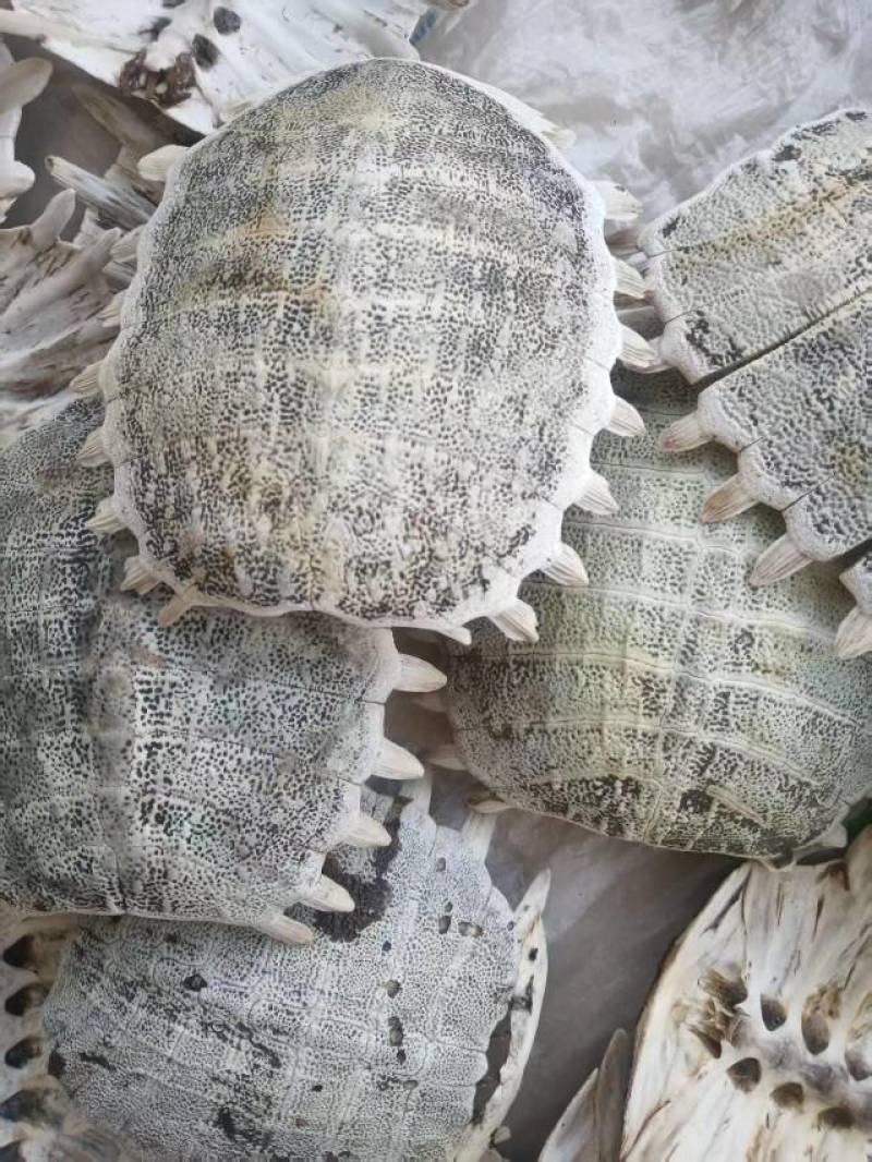 新鲜野生甲鱼壳