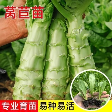 三青皮莴笋苗江苏育苗基地直发耐高温易成活量大可批发
