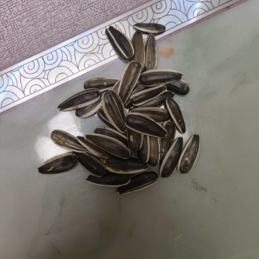 生葵花籽