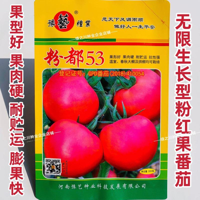 粉都53番茄种子豫艺无限生长型耐寒大果西红柿种子粉果番茄