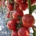 粉都53番茄种子豫艺无限生长型耐寒大果西红柿种子粉果番茄
