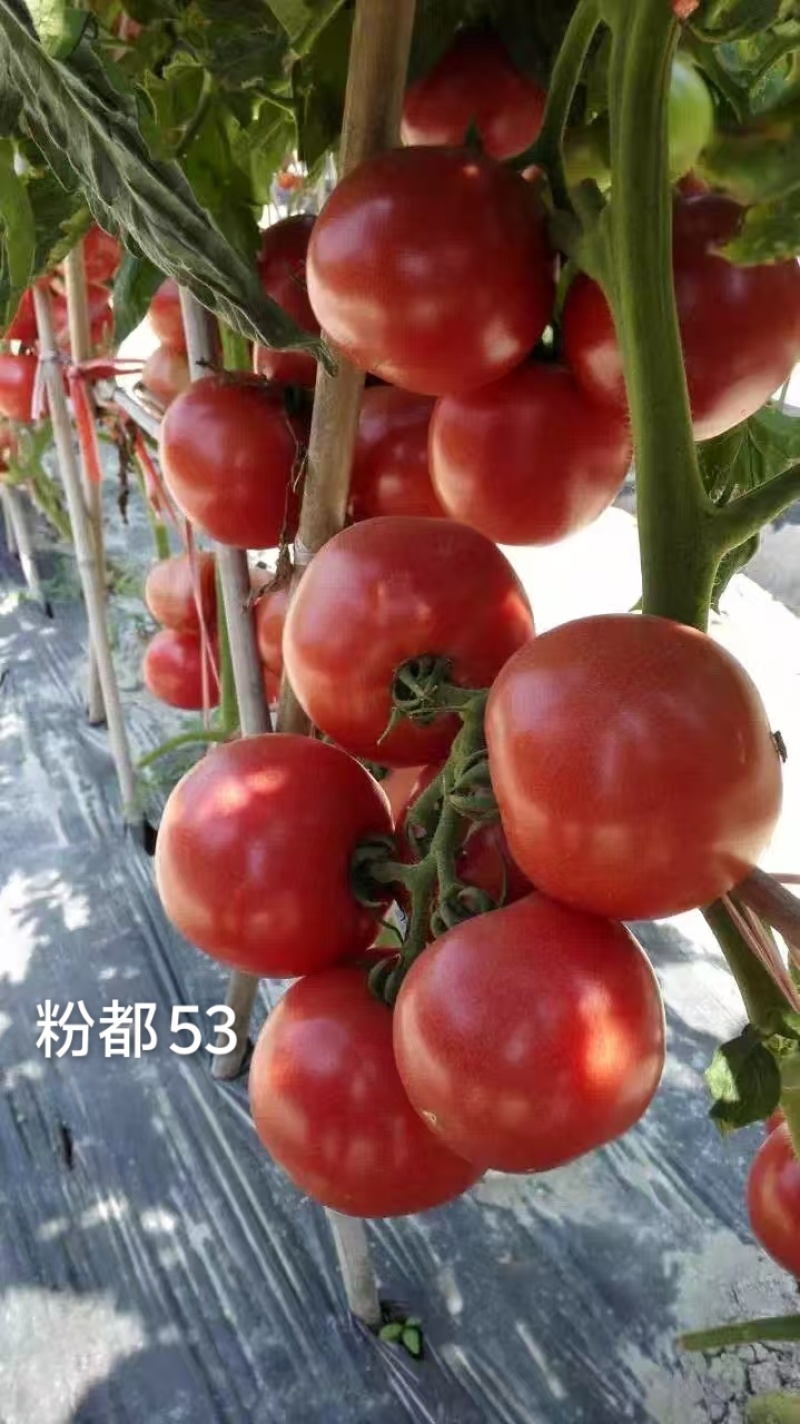 粉都53番茄种子豫艺无限生长型耐寒大果西红柿种子粉果番茄