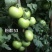 粉都53番茄种子豫艺无限生长型耐寒大果西红柿种子粉果番茄