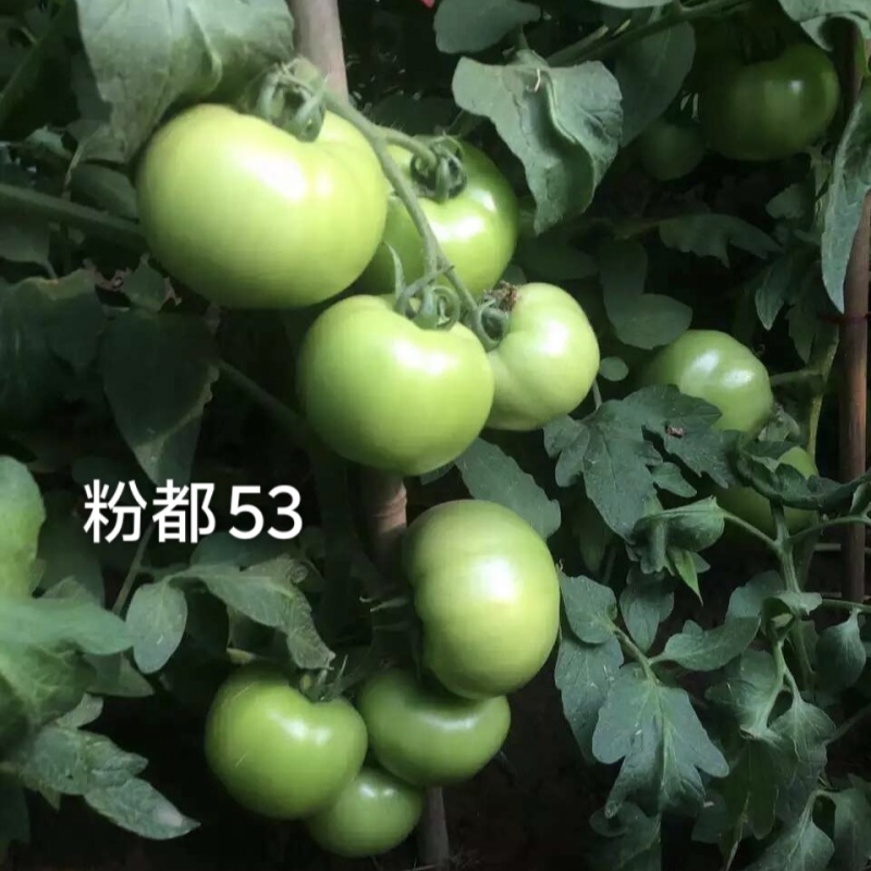 粉都53番茄种子豫艺无限生长型耐寒大果西红柿种子粉果番茄