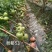粉都53番茄种子豫艺无限生长型耐寒大果西红柿种子粉果番茄