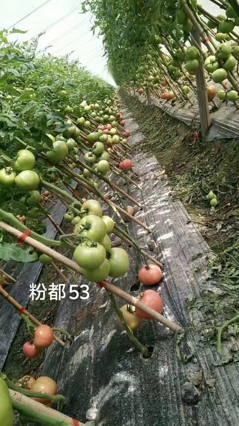 粉都53番茄种子豫艺无限生长型耐寒大果西红柿种子粉果番茄