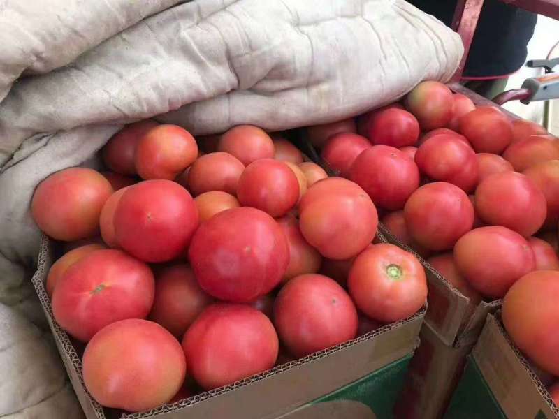 粉都53番茄种子豫艺无限生长型耐寒大果西红柿种子粉果番茄