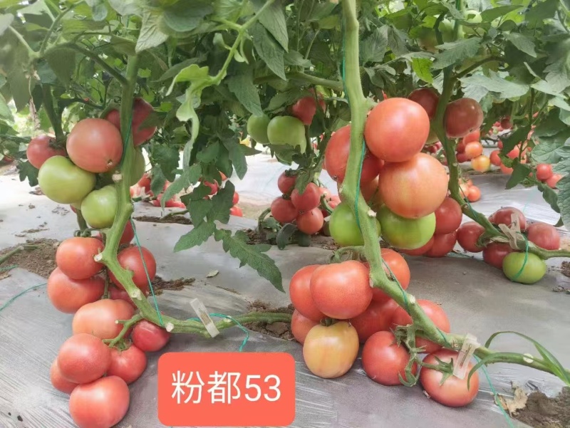 粉都53番茄种子豫艺无限生长型耐寒大果西红柿种子粉果番茄