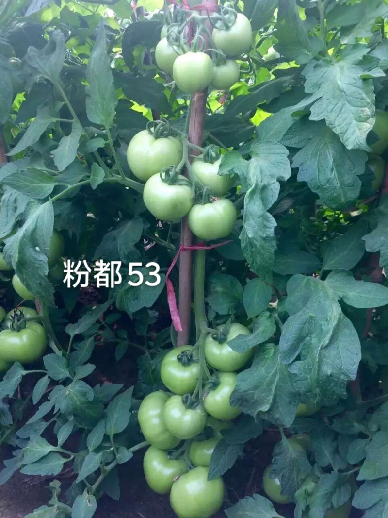 粉都53番茄种子豫艺无限生长型耐寒大果西红柿种子粉果番茄