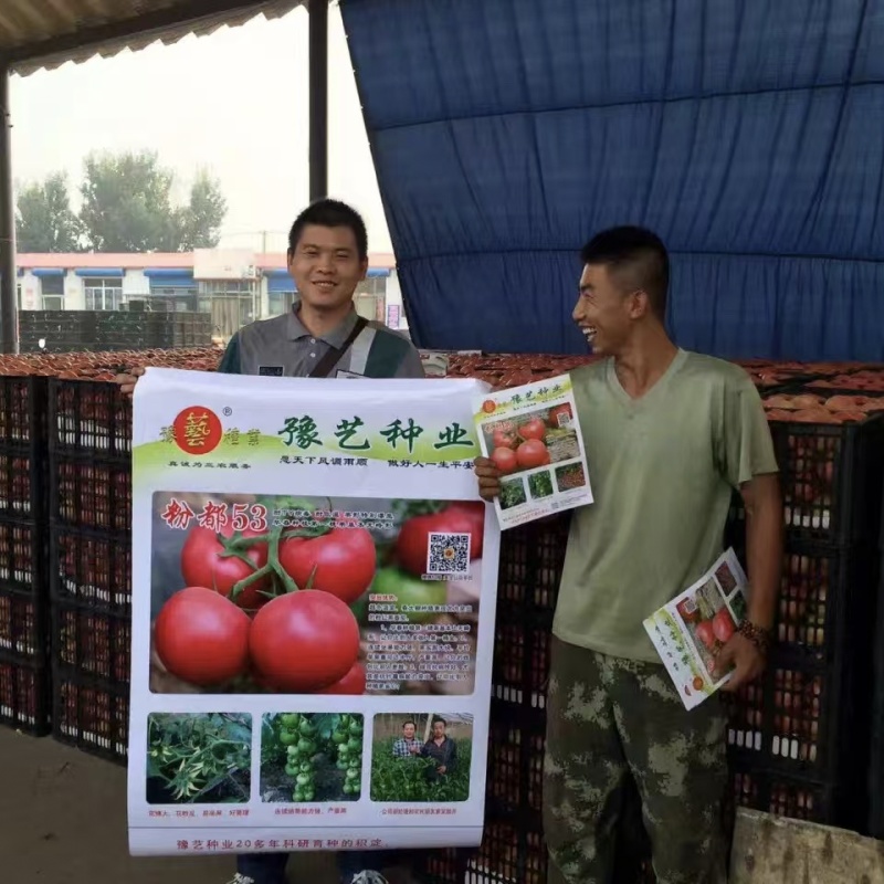 粉都53番茄种子豫艺无限生长型耐寒大果西红柿种子粉果番茄