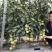 粉都53番茄种子豫艺无限生长型耐寒大果西红柿种子粉果番茄