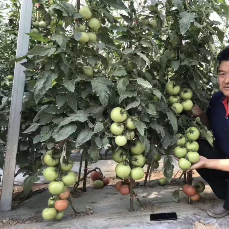粉都53番茄种子豫艺无限生长型耐寒大果西红柿种子粉果番茄
