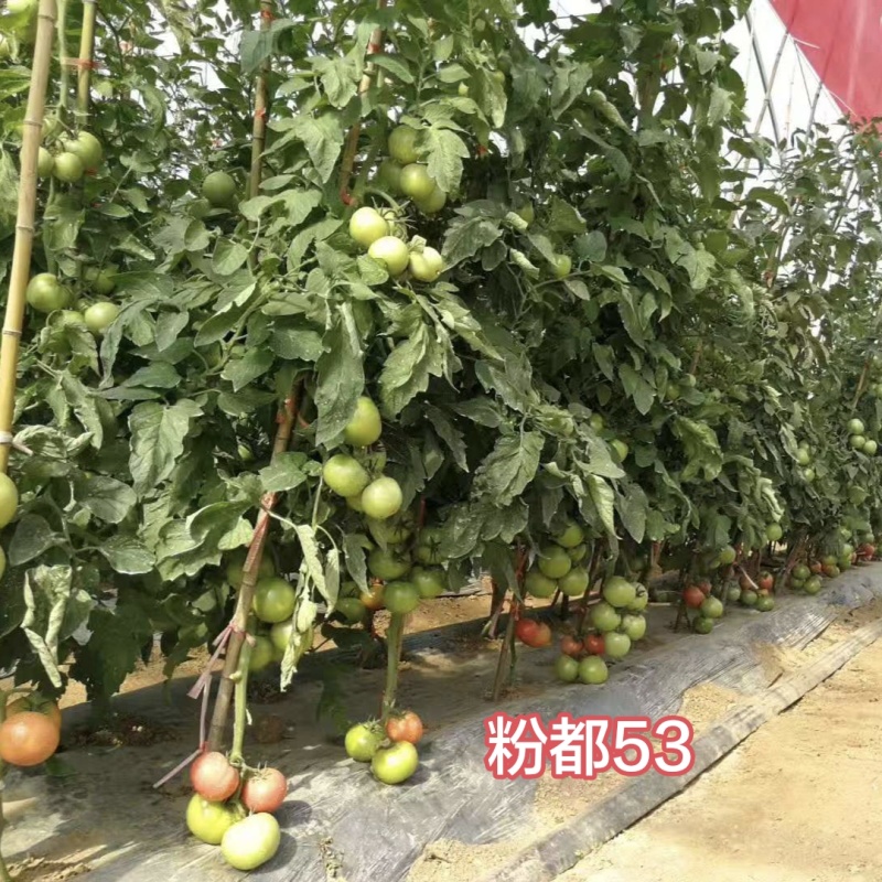 粉都53番茄种子豫艺无限生长型耐寒大果西红柿种子粉果番茄