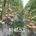 粉都53番茄种子豫艺无限生长型耐寒大果西红柿种子粉果番茄