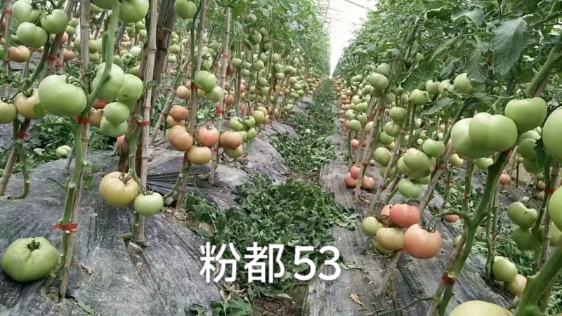 粉都53番茄种子豫艺无限生长型耐寒大果西红柿种子粉果番茄