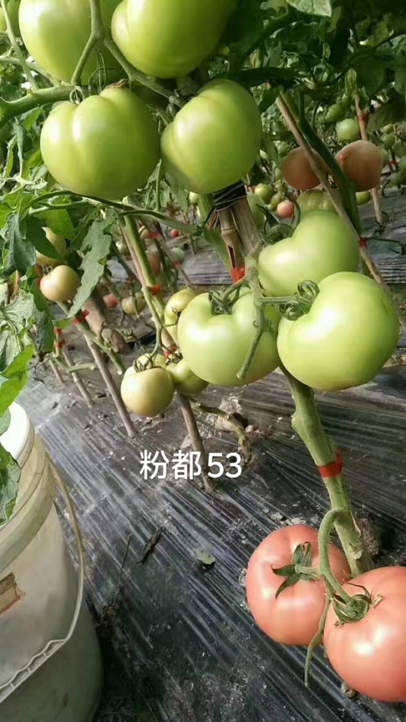 粉都53番茄种子豫艺无限生长型耐寒大果西红柿种子粉果番茄