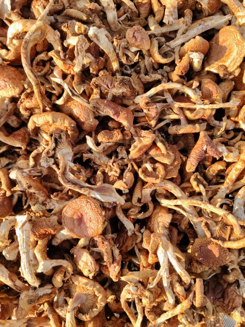 东北滑子菇鲜货干货，一手货源，保质保量，诚信经营