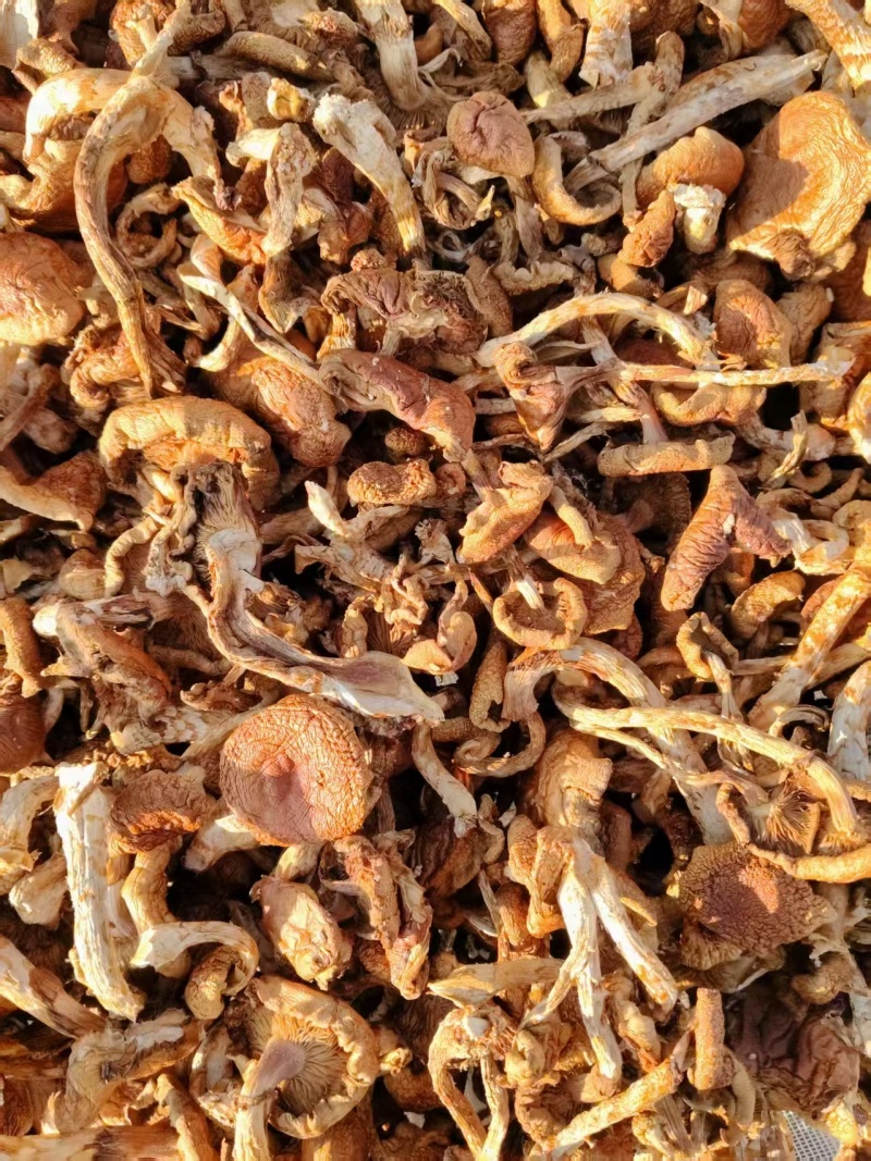 东北滑子菇鲜货干货，一手货源，保质保量，诚信经营