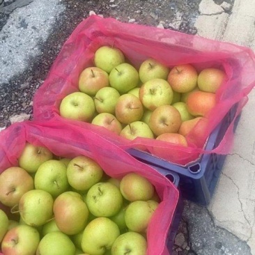 自家果园大量苹果梨出售，***********