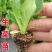 生菜苗秧苗耐寒快速生长基地直发质量保证全国发货