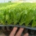 生菜苗秧苗耐寒快速生长基地直发质量保证全国发货